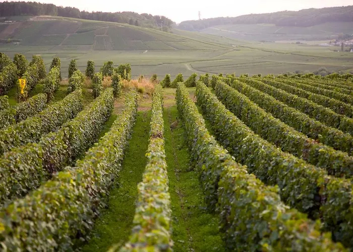 La Boulonne Festigny (Marne)